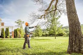 Best Tree Maintenance Programs  in Babbitt, MN