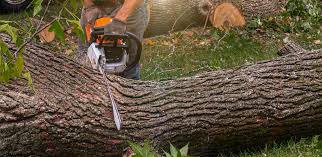 Best Tree and Shrub Care  in Babbitt, MN