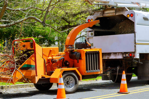 Best Leaf Removal  in Babbitt, MN