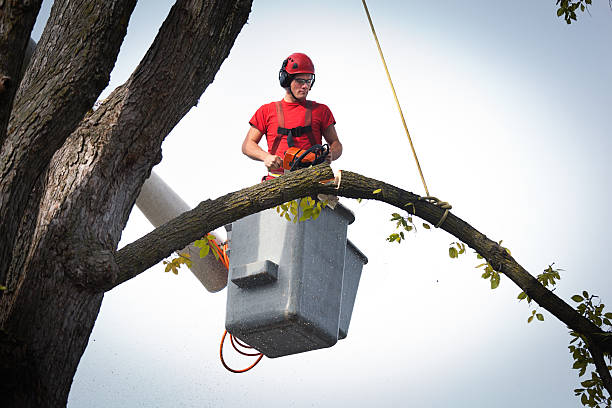 Best Root Management and Removal  in Babbitt, MN